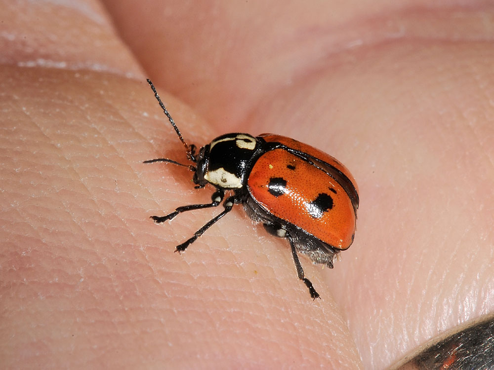 Cryptocephalus octopunctatus